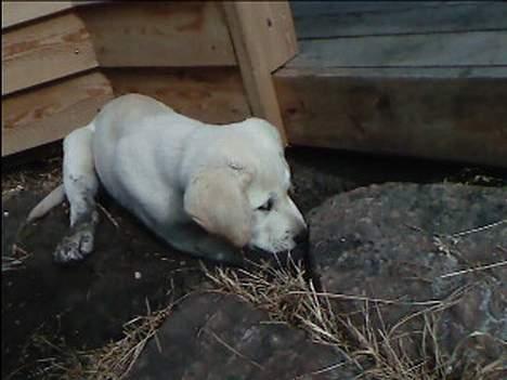 Labrador retriever Bonzo billede 7