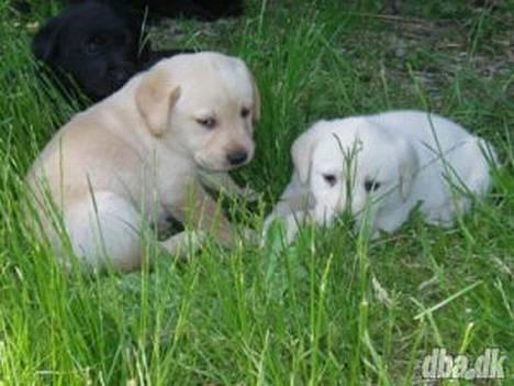 Labrador retriever Bonzo billede 8