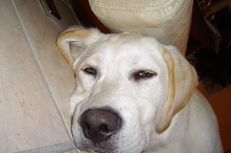 Labrador retriever Bonzo billede 9