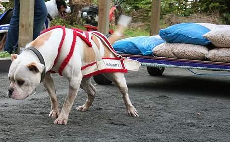 Amerikansk bulldog Bullslayer's Mean Jolene billede 1