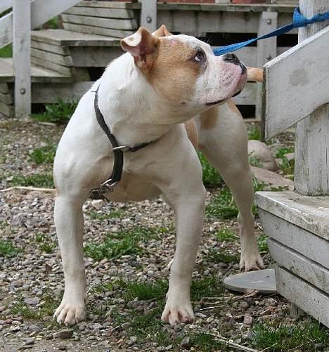 Amerikansk bulldog Bullslayer's Mean Jolene billede 2