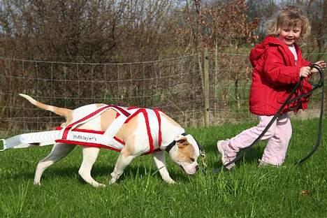 Amerikansk bulldog Bullslayer's Mean Jolene billede 3