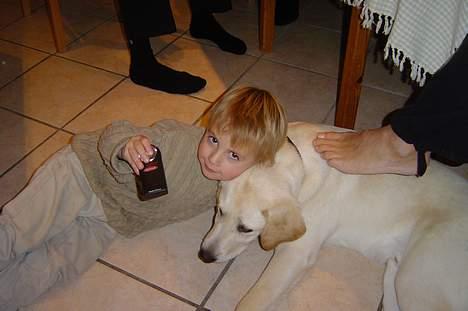 Labrador retriever Bonzo billede 10