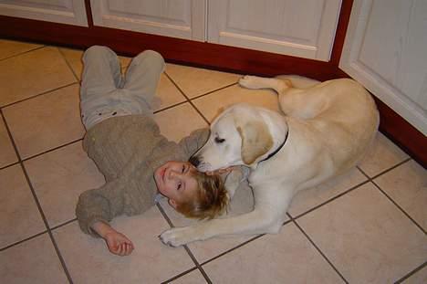 Labrador retriever Bonzo billede 12