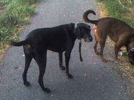 Blanding af racer Freya billede 1