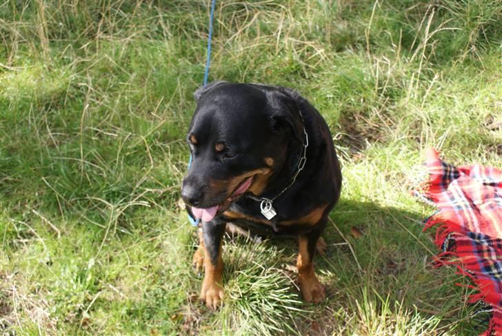 Rottweiler Bjørn-Aflivet 28/6-2012 billede 1