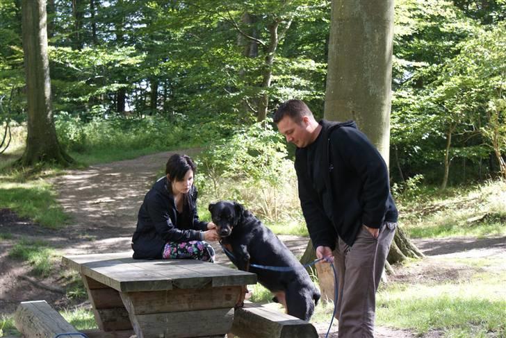 Rottweiler Bjørn-Aflivet 28/6-2012 billede 2
