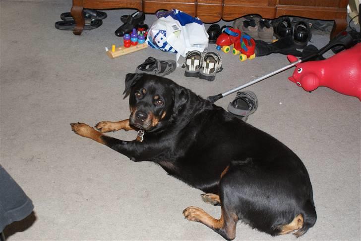 Rottweiler Bjørn-Aflivet 28/6-2012 billede 3