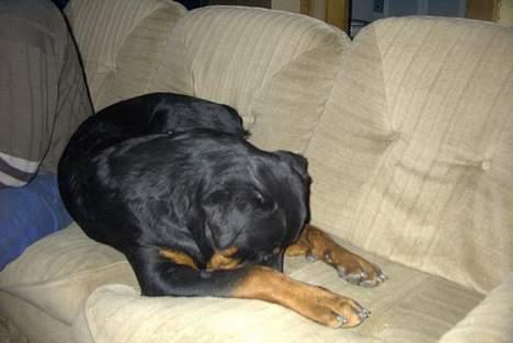 Rottweiler Bjørn-Aflivet 28/6-2012 billede 4