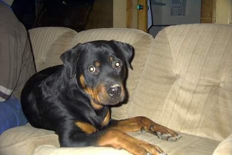 Rottweiler Bjørn-Aflivet 28/6-2012 billede 5