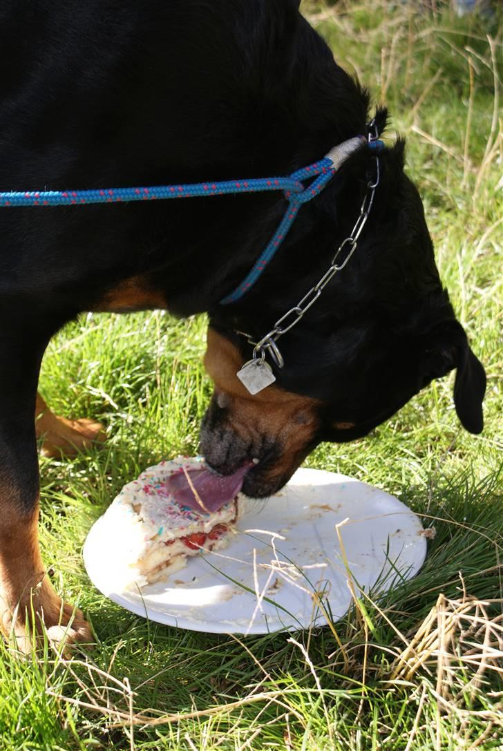 Rottweiler Bjørn-Aflivet 28/6-2012 billede 6