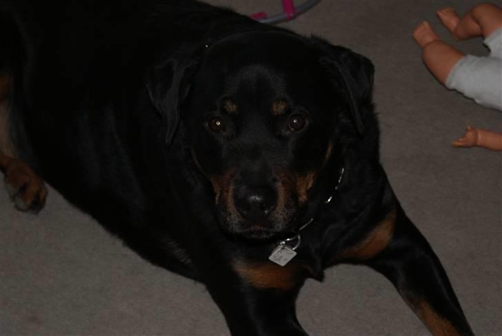 Rottweiler Bjørn-Aflivet 28/6-2012 billede 7