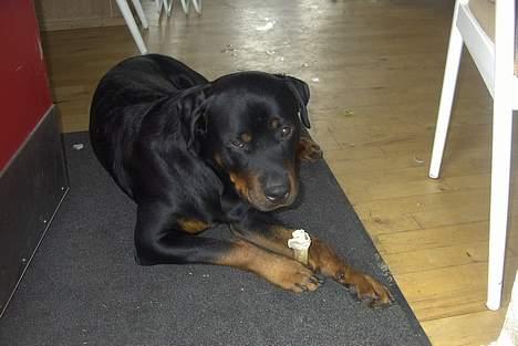 Rottweiler Bjørn-Aflivet 28/6-2012 billede 8