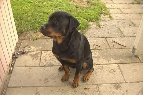 Rottweiler Bjørn-Aflivet 28/6-2012 billede 9