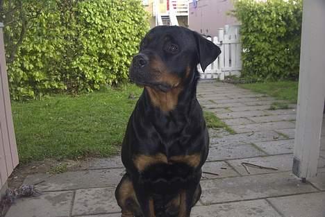 Rottweiler Bjørn-Aflivet 28/6-2012 billede 10