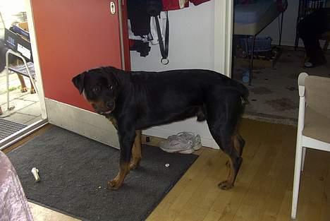 Rottweiler Bjørn-Aflivet 28/6-2012 billede 11