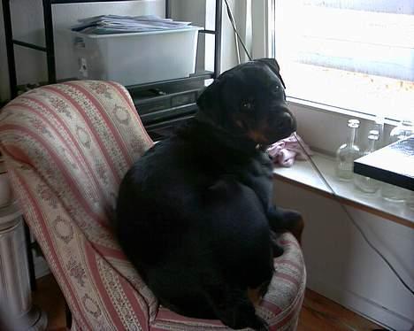 Rottweiler Bjørn-Aflivet 28/6-2012 billede 12