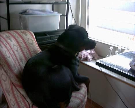 Rottweiler Bjørn-Aflivet 28/6-2012 billede 13