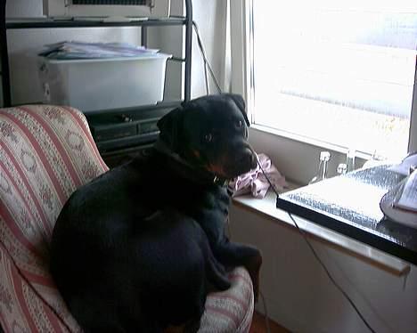 Rottweiler Bjørn-Aflivet 28/6-2012 billede 14