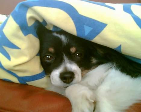 Papillon Elvis billede 6