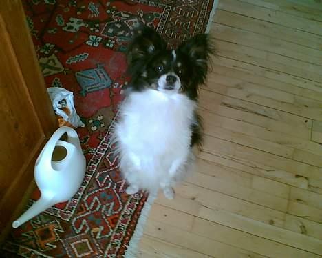 Papillon Elvis billede 7