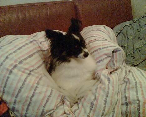 Papillon Elvis billede 8