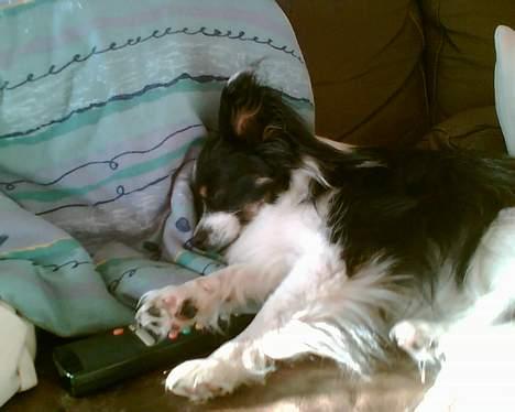 Papillon Elvis billede 9