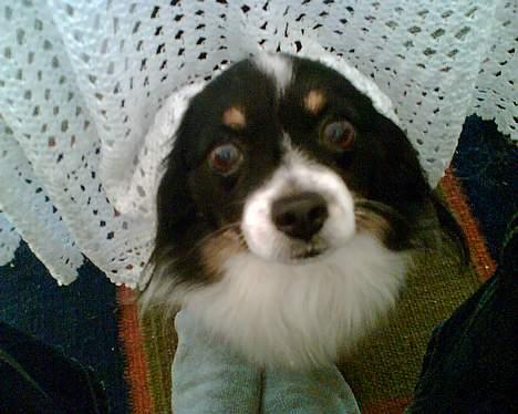 Papillon Elvis billede 10