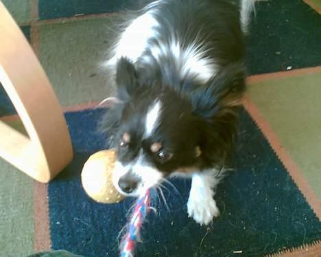 Papillon Elvis billede 11