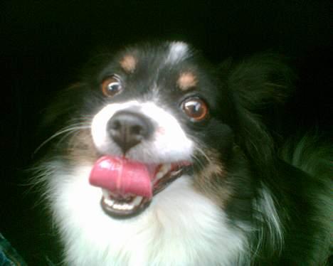 Papillon Elvis billede 12