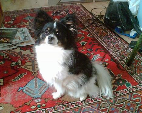 Papillon Elvis billede 13