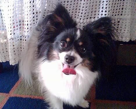 Papillon Elvis billede 14