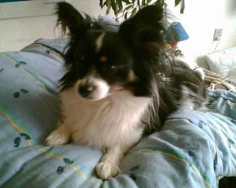Papillon Elvis billede 15