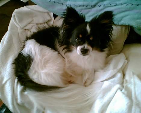 Papillon Elvis billede 16