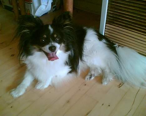 Papillon Elvis billede 17