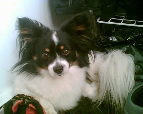 Papillon Elvis billede 18