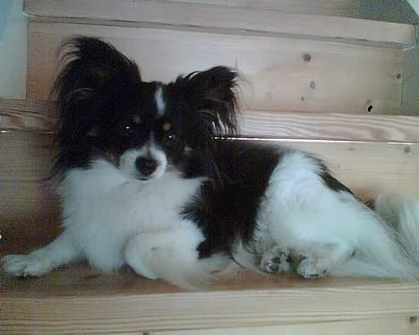 Papillon Elvis billede 19