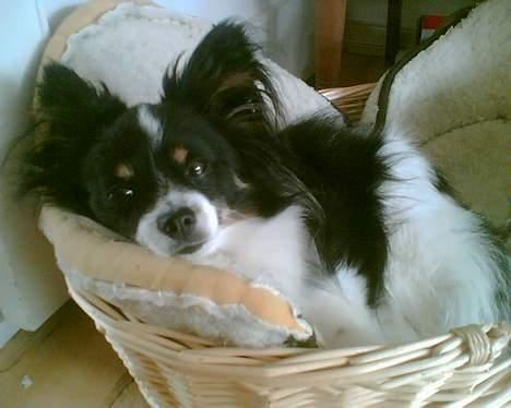 Papillon Elvis billede 20