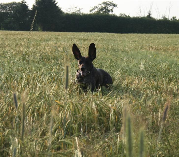 Korthåret hønsehund Nelly - Haha (: Hvorfor løbe normalt, når man kan hoppe?! Foto: mig. billede 11