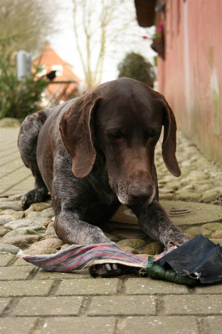 Korthåret hønsehund Nelly billede 13