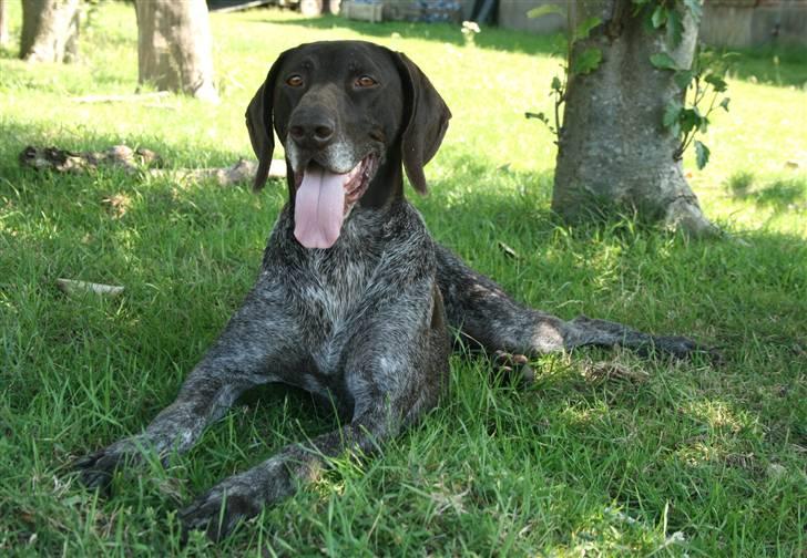 Korthåret hønsehund Nelly billede 14