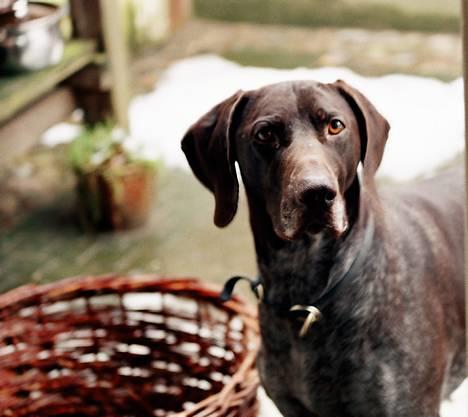 Korthåret hønsehund Nelly billede 18