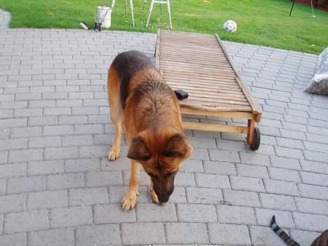 Schæferhund kanto - venter lige på at man gider at kaste bolden:P billede 7