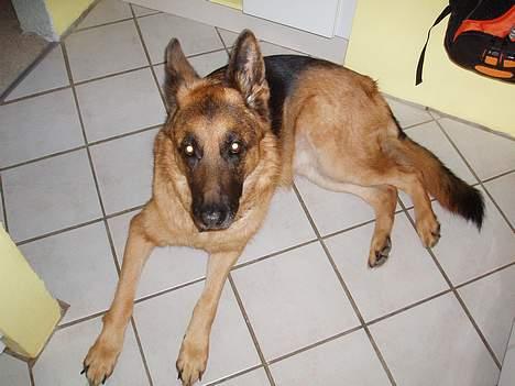 Schæferhund kanto - skynd dig billede 8