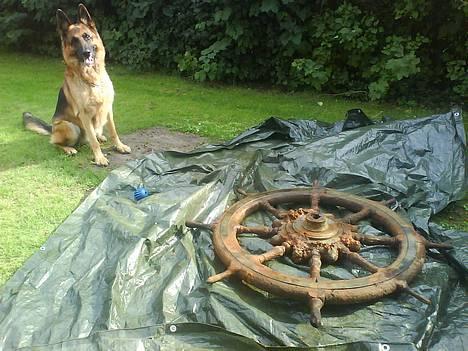 Schæferhund kanto - (taget med mobilen) min pap far er dykker og har taget det med op fra 60 m. dybde det er et skibsret og min dejlige hund. (meget fotogen) billede 9