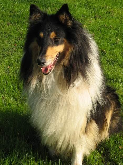 Collie langhåret oscar - hej med jer billede 1
