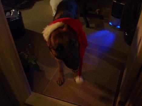 Schæferhund kanto - det er joh jul billede 10