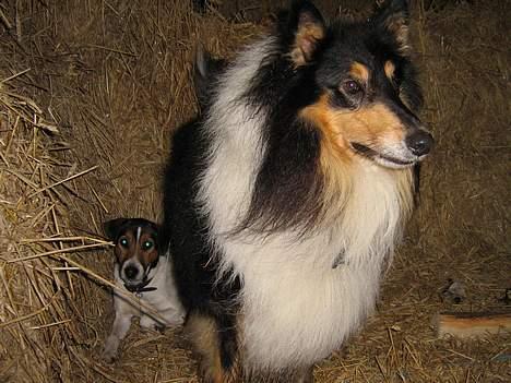 Collie langhåret oscar - se kongen billede 2