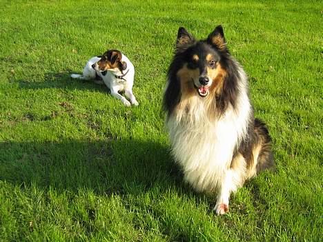 Collie langhåret oscar - hej billede 3