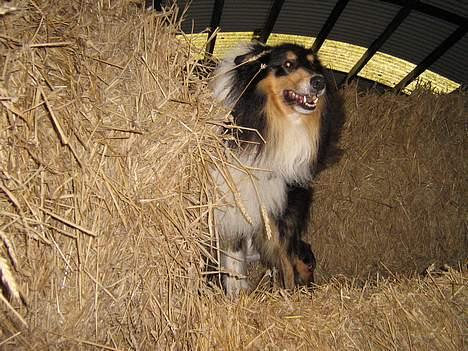 Collie langhåret oscar - hvis nogen spørger! så bare sig det var anton der pissede i hestens halm billede 4